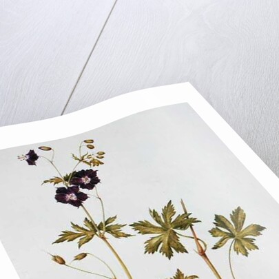 Dusky Cranesbill by Diana Everett