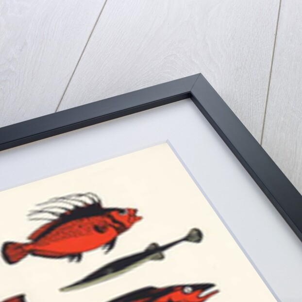 Orange Plain Fish, 2016 by Eliza Southwood