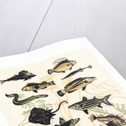 Peach Seaweed Fish, 2015 by Eliza Southwood