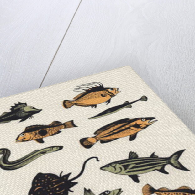 Plain Fish, 2015 by Eliza Southwood