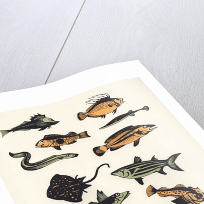 Plain Fish, 2015 by Eliza Southwood