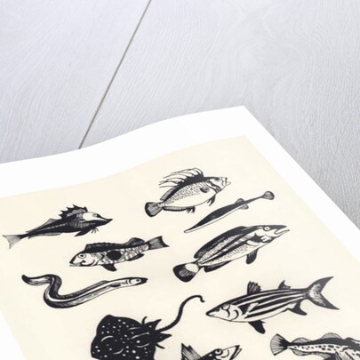 Monotone Plain Fish, 2015 by Eliza Southwood