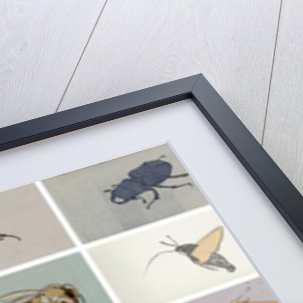 Insects, 2012 by Eliza Southwood