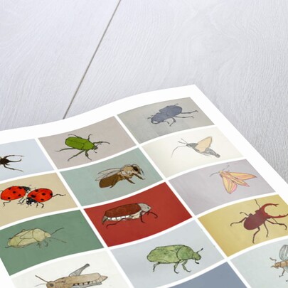 Insects, 2012 by Eliza Southwood