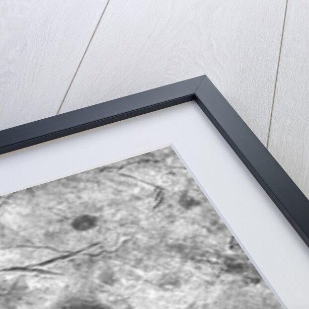 The Prophecy of Isaiah by Roman