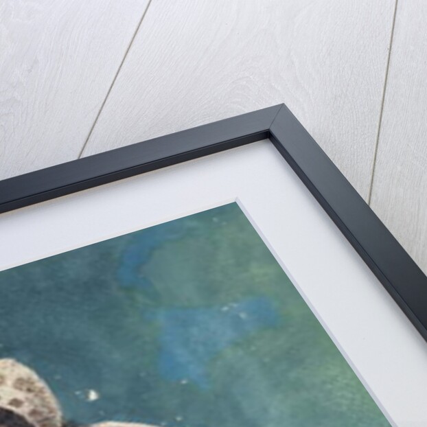 Seated Moroccan, 1936 by Glyn Warren Philpot