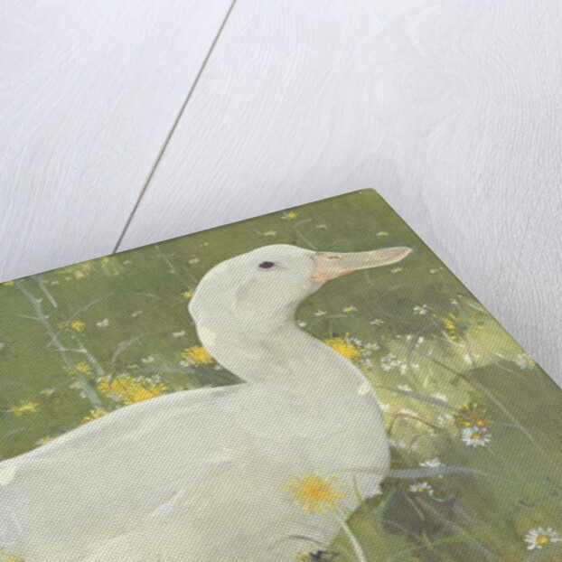 The White Drake by Joseph Crawhall