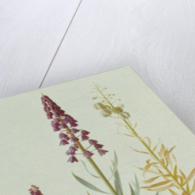 Fritillaria Persica, 1998 by Raymond Booth