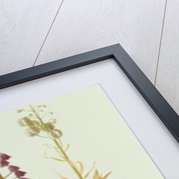 Fritillaria Persica, 1998 by Raymond Booth