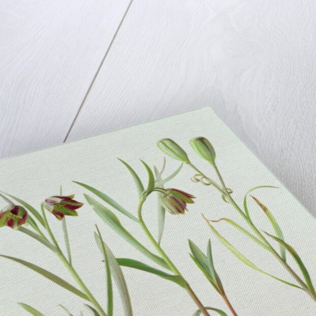 Fritillaria Kurdica, 1994 by Raymond Booth