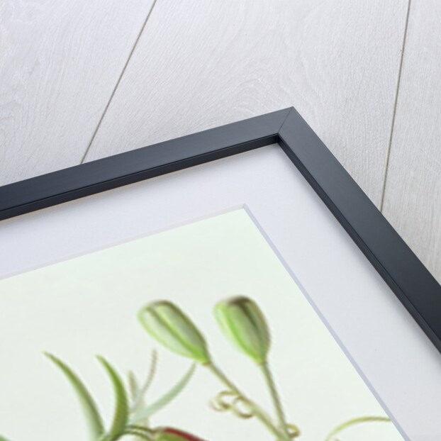 Fritillaria Kurdica, 1994 by Raymond Booth