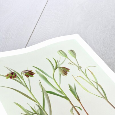 Fritillaria Kurdica, 1994 by Raymond Booth