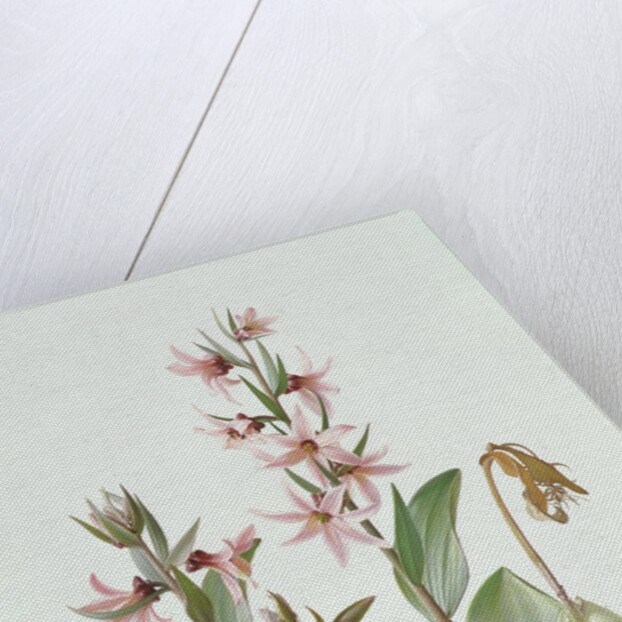 Fritillaria Stenanthera, 1993 by Raymond Booth