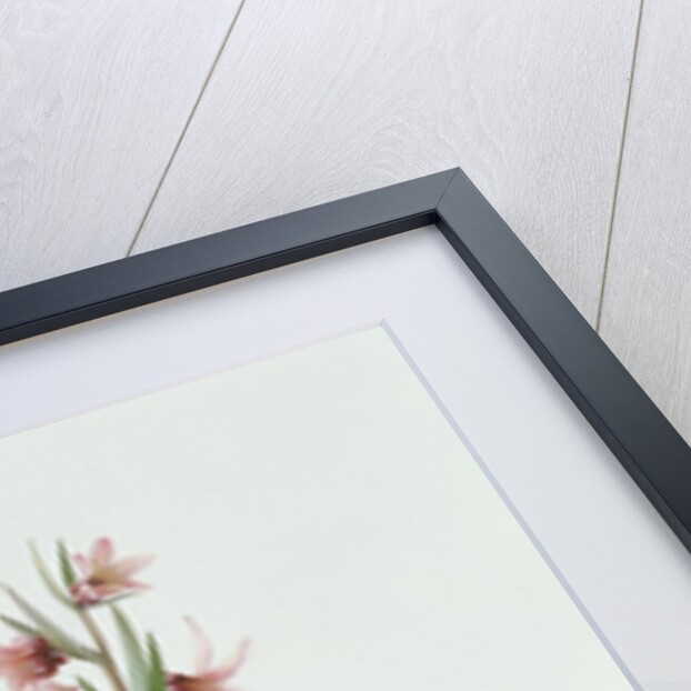 Fritillaria Stenanthera, 1993 by Raymond Booth