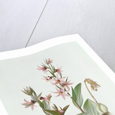 Fritillaria Stenanthera, 1993 by Raymond Booth