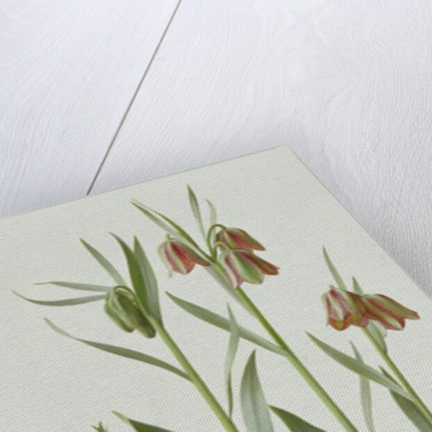 Fritillaria Hermonis Amana, 1993 by Raymond Booth