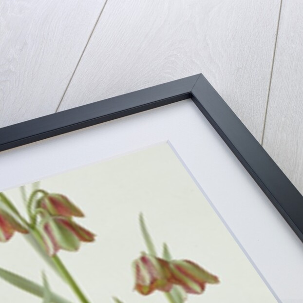 Fritillaria Hermonis Amana, 1993 by Raymond Booth