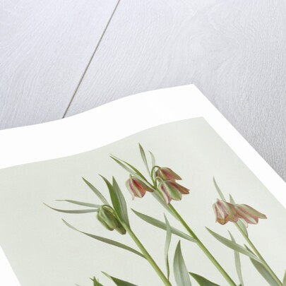 Fritillaria Hermonis Amana, 1993 by Raymond Booth