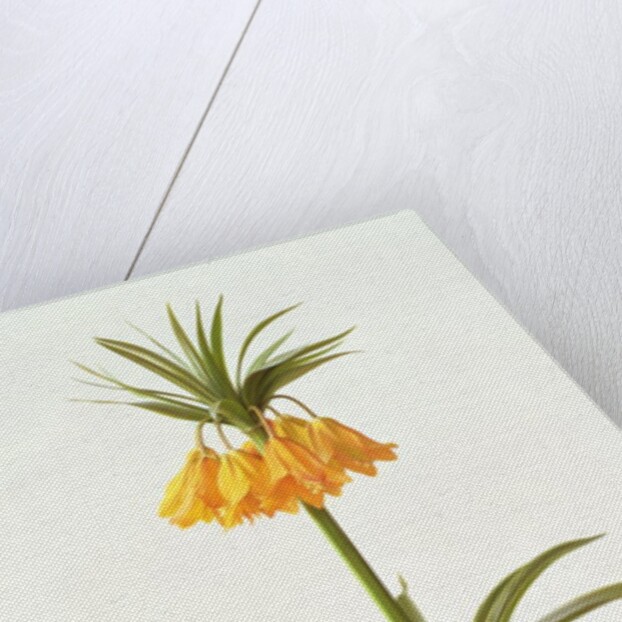 Fritillaria Eduardii, 1990 by Raymond Booth