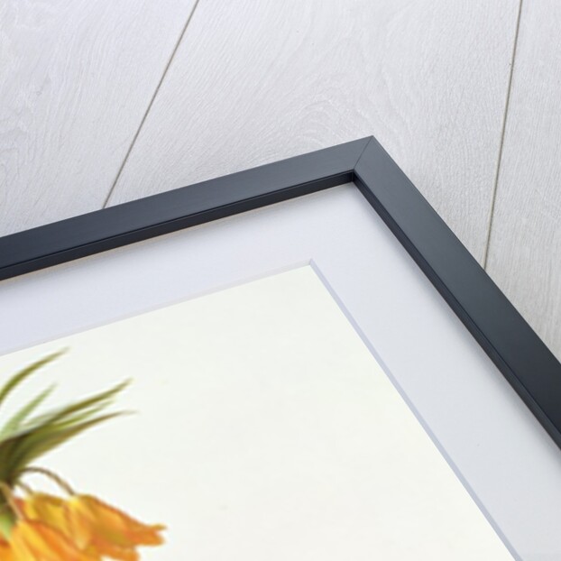 Fritillaria Eduardii, 1990 by Raymond Booth