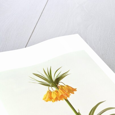 Fritillaria Eduardii, 1990 by Raymond Booth