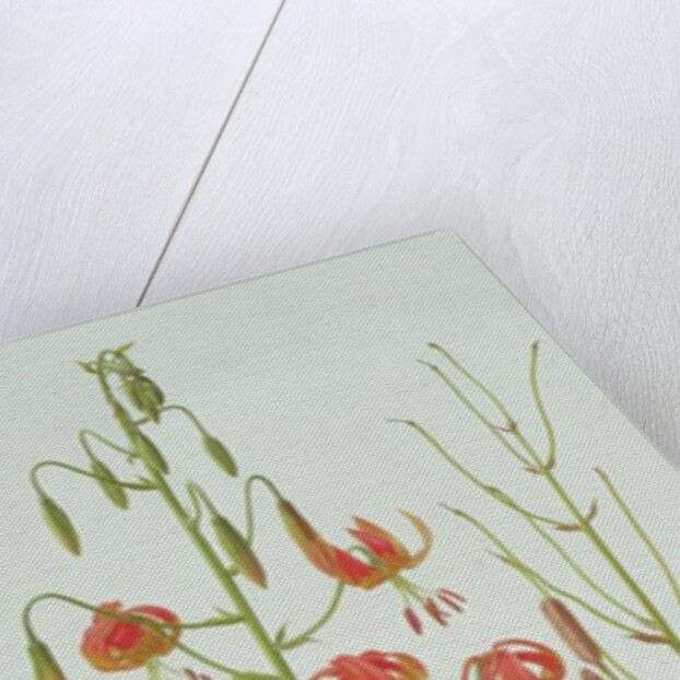 Lilium Pardalinum, 1990 by Raymond Booth