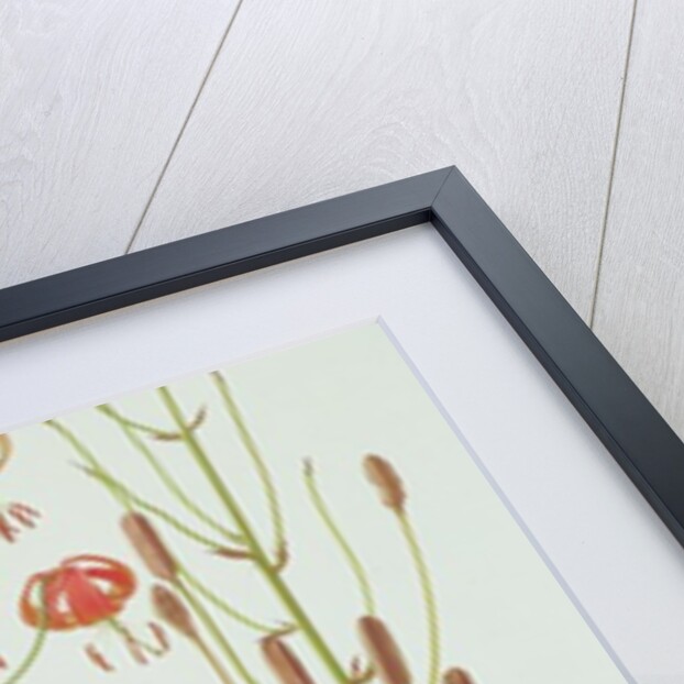 Lilium Pardalinum, 1990 by Raymond Booth