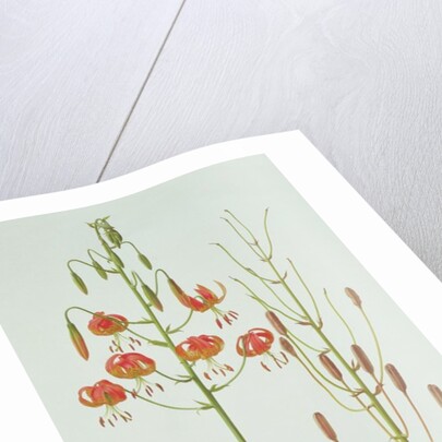 Lilium Pardalinum, 1990 by Raymond Booth