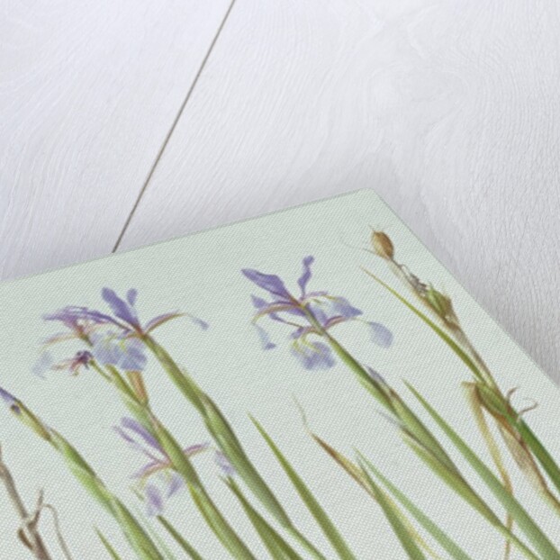 Iris Spuria, 1994 by Raymond Booth