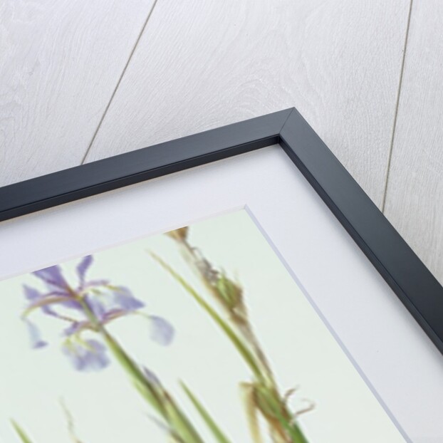 Iris Spuria, 1994 by Raymond Booth