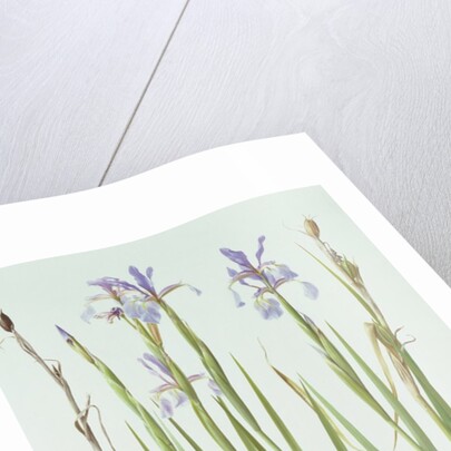 Iris Spuria, 1994 by Raymond Booth