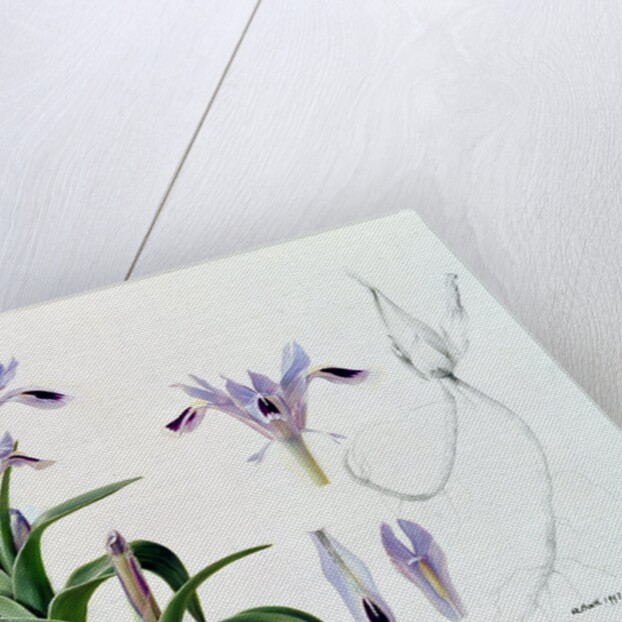 Iris Kuschakewiczii, 1993 by Raymond Booth