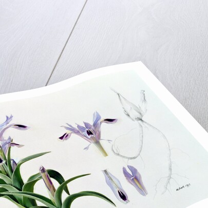 Iris Kuschakewiczii, 1993 by Raymond Booth