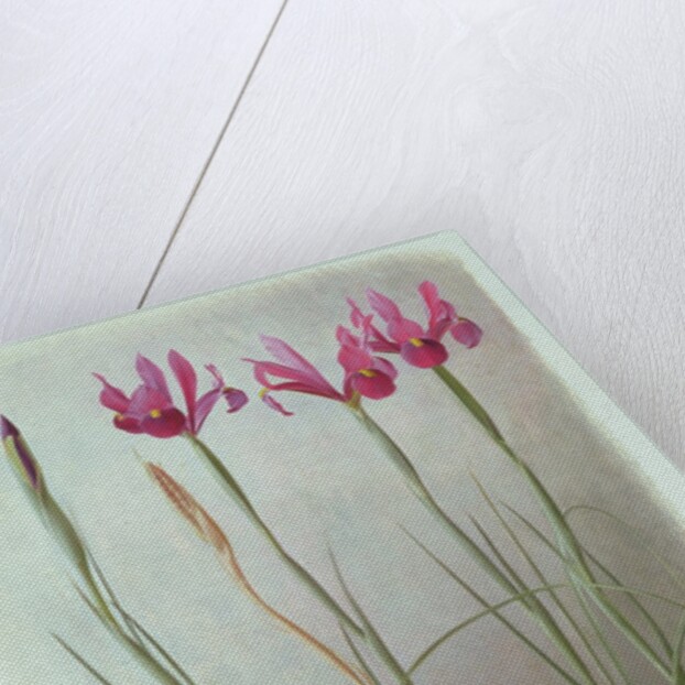 Iris Filifolia, 1993 by Raymond Booth