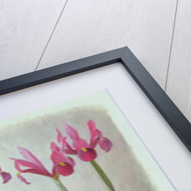 Iris Filifolia, 1993 by Raymond Booth