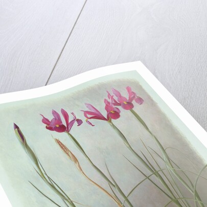 Iris Filifolia, 1993 by Raymond Booth