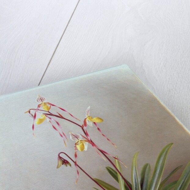 Paphiopedilum Philippinense, 1995 by Raymond Booth