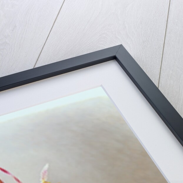 Paphiopedilum Philippinense, 1995 by Raymond Booth