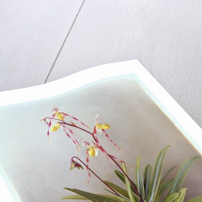 Paphiopedilum Philippinense, 1995 by Raymond Booth