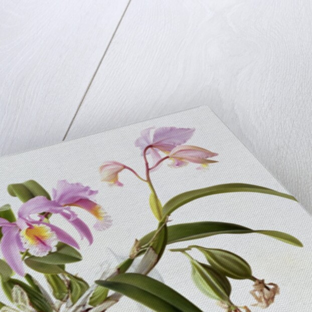 Cattleya Mossiae, 1996 by Raymond Booth