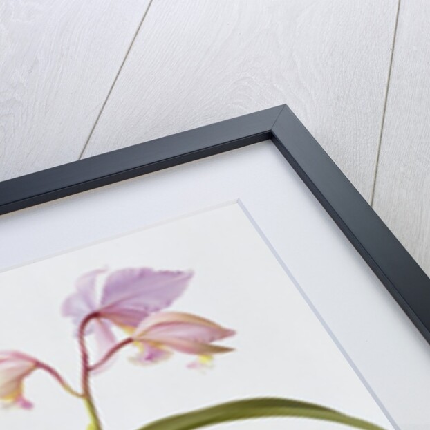 Cattleya Mossiae, 1996 by Raymond Booth