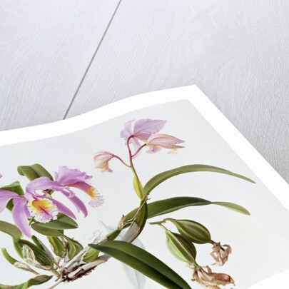 Cattleya Mossiae, 1996 by Raymond Booth