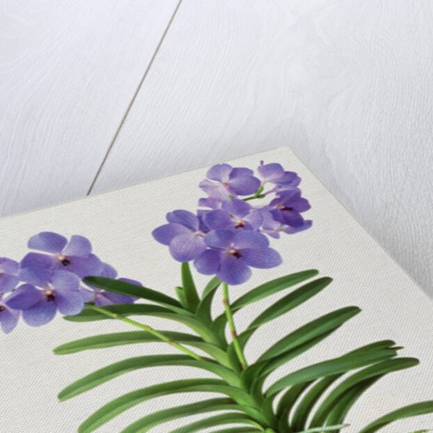 Vanda Rothschildiana, 1999 by Raymond Booth