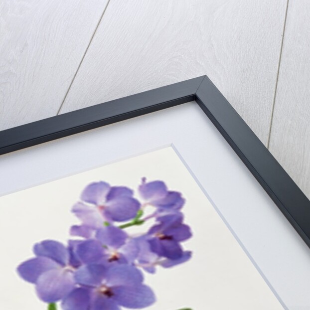 Vanda Rothschildiana, 1999 by Raymond Booth