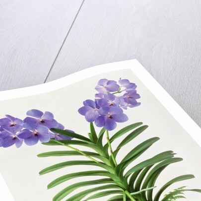 Vanda Rothschildiana, 1999 by Raymond Booth