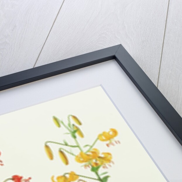 Lilium Amabile, 1991 by Raymond Booth