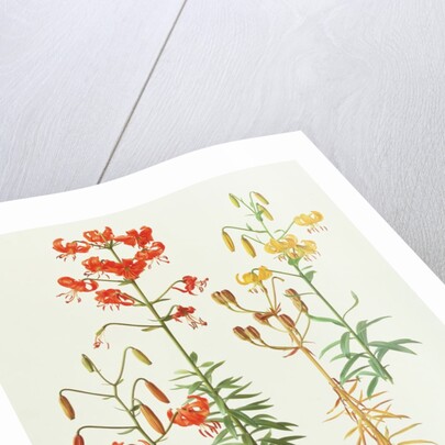 Lilium Amabile, 1991 by Raymond Booth