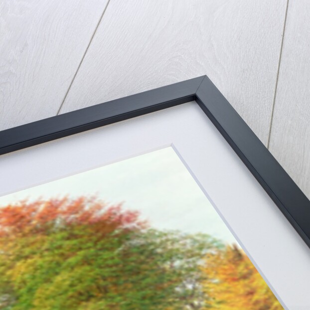 Squirrel on a Fallen Tree, 1995 by Raymond Booth