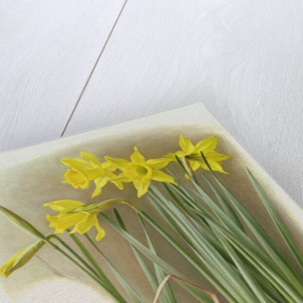 Narcissus Hispanicas Bujei, 1992 by Raymond Booth