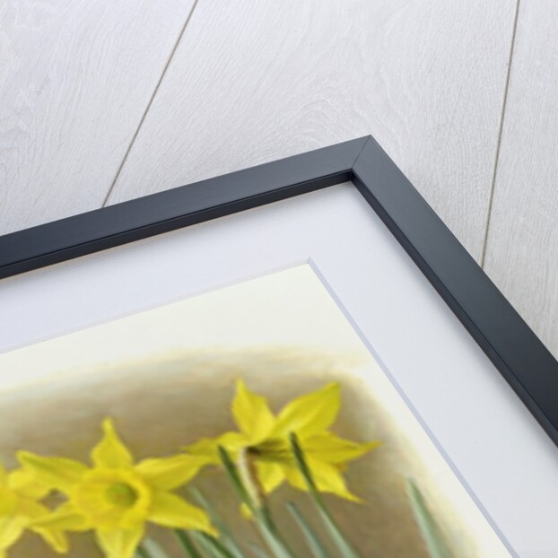 Narcissus Hispanicas Bujei, 1992 by Raymond Booth